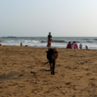 mucche animali spiaggia gokarna india leandro vichi l'androne